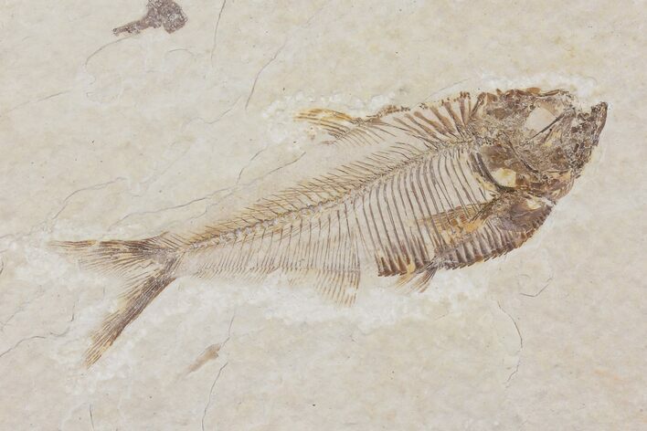Diplomystus Fossil Fish - Wyoming #103960